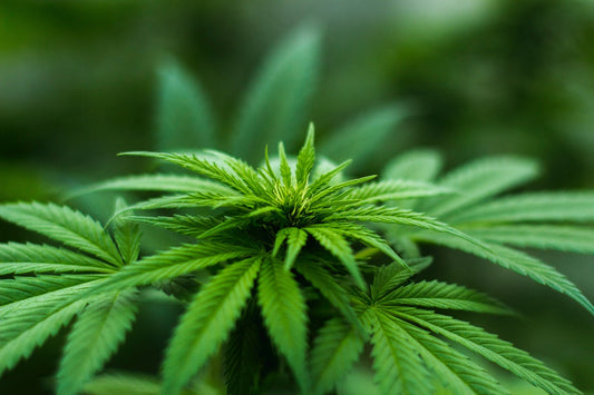 Cannabis Ventilation